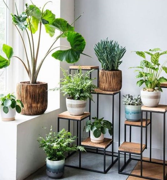 Plant Themed Gifting Ideas