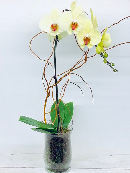 Caring for Orchids in Calgary