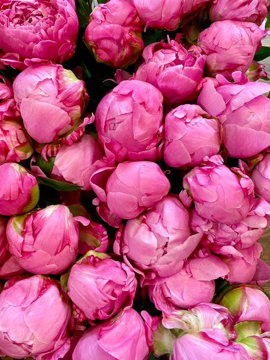 Peonies